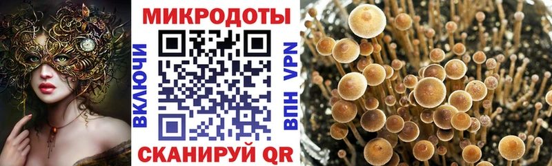 как найти закладки Николаевск Галлюциногенные грибы Psilocybine cubensis